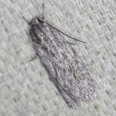 Agriophara undescribed species (A Flat-bodied moth (Depressidae)) at O'Connor, ACT - 28 Nov 2022 by ibaird