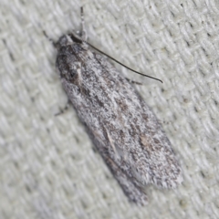 Agriophara undescribed species (A Gelechioid moth) at O'Connor, ACT - 28 Nov 2022 by ibaird