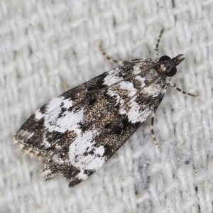 Eudonia protorthra at O'Connor, ACT - 28 Nov 2022 08:39 PM