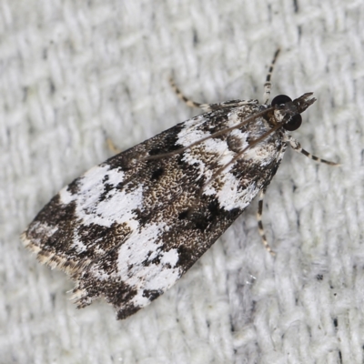 Eudonia protorthra (A Scopariine moth) at O'Connor, ACT - 28 Nov 2022 by ibaird