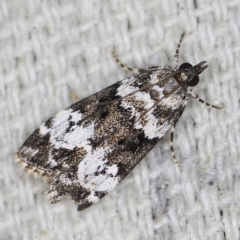 Eudonia protorthra (A Scopariine moth) at O'Connor, ACT - 28 Nov 2022 by ibaird