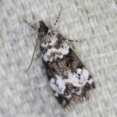 Eudonia protorthra at O'Connor, ACT - 28 Nov 2022