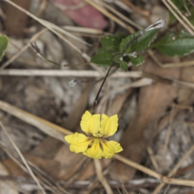 Goodenia hederacea subsp. hederacea (Ivy Goodenia, Forest Goodenia) at Bango, NSW - 3 Feb 2022 by AlisonMilton
