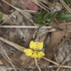 Goodenia hederacea subsp. hederacea (Ivy Goodenia, Forest Goodenia) at Bango Nature Reserve - 2 Feb 2022 by AlisonMilton