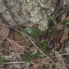 Goodenia hederacea subsp. hederacea at Bango, NSW - 3 Feb 2022 10:18 AM