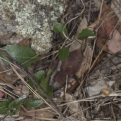 Goodenia hederacea subsp. hederacea at Bango, NSW - 3 Feb 2022 10:18 AM