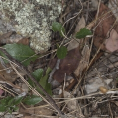 Goodenia hederacea subsp. hederacea at Bango, NSW - 3 Feb 2022
