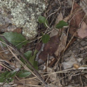 Goodenia hederacea subsp. hederacea at Bango, NSW - 3 Feb 2022 10:18 AM