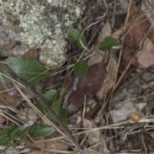 Goodenia hederacea subsp. hederacea at Bango, NSW - 3 Feb 2022