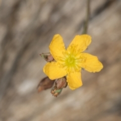 Hypericum gramineum (Small St Johns Wort) at Bango, NSW - 3 Feb 2022 by AlisonMilton