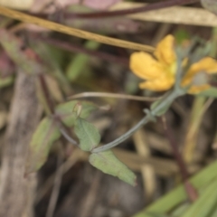 Hypericum gramineum at Bango, NSW - 3 Feb 2022