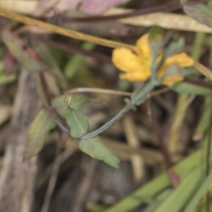 Hypericum gramineum at Bango, NSW - 3 Feb 2022 10:10 AM