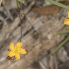 Hypericum gramineum at Bango, NSW - 3 Feb 2022 10:10 AM