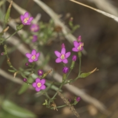 Centaurium sp. (Centaury) at Bango Nature Reserve - 2 Feb 2022 by AlisonMilton