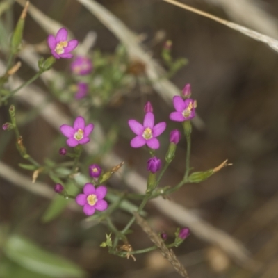 Centaurium sp. (Centaury) at Bango Nature Reserve - 2 Feb 2022 by AlisonMilton