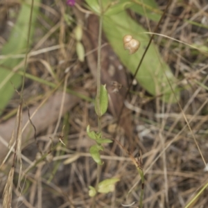 Centaurium sp. at Bango, NSW - 3 Feb 2022