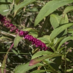 Phytolacca octandra (Inkweed) at Bango Nature Reserve - 3 Feb 2022 by AlisonMilton