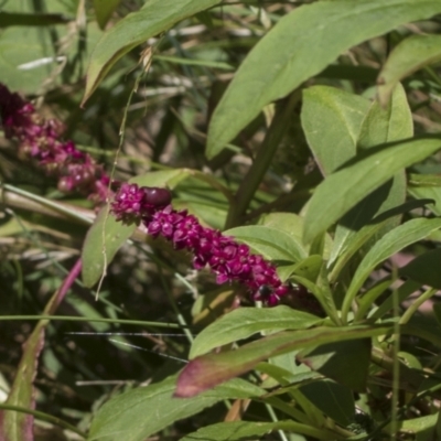 Phytolacca octandra (Inkweed) at Bango Nature Reserve - 3 Feb 2022 by AlisonMilton