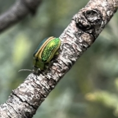 Calomela bartoni (Acacia Leaf Beetle) at Mount Clear, ACT - 30 Nov 2022 by chromo