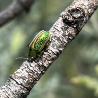 Calomela parilis (Leaf beetle) at Namadgi National Park - 30 Nov 2022 by chromo