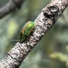 Calomela parilis (Leaf beetle) at Mount Clear, ACT - 30 Nov 2022 by chromo