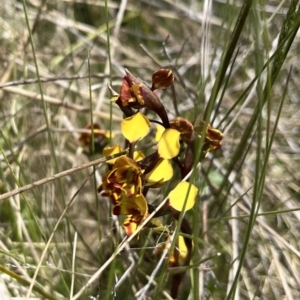 Diuris semilunulata at Mount Clear, ACT - suppressed