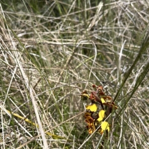 Diuris semilunulata at Mount Clear, ACT - suppressed