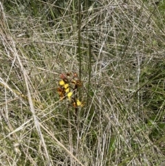 Diuris semilunulata at Mount Clear, ACT - 29 Nov 2022