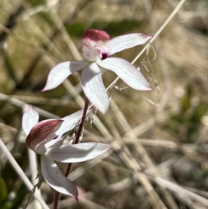 Caladenia moschata at Mount Clear, ACT - suppressed