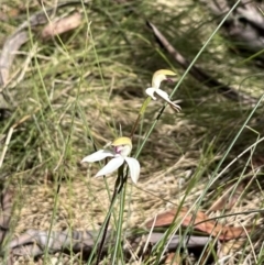 Caladenia moschata at Mount Clear, ACT - suppressed