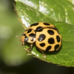 Harmonia conformis at Higgins, ACT - 26 Feb 2022 11:41 AM