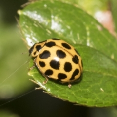 Harmonia conformis at Higgins, ACT - 26 Feb 2022