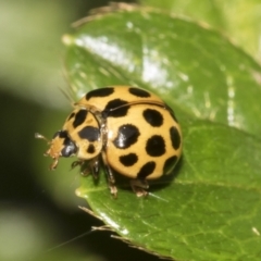 Harmonia conformis at Higgins, ACT - 26 Feb 2022