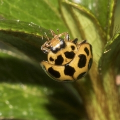 Harmonia conformis at Higgins, ACT - 26 Feb 2022 11:41 AM