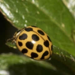 Harmonia conformis at Higgins, ACT - 26 Feb 2022 11:41 AM