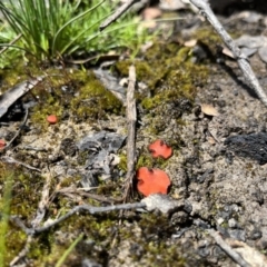 zz – ascomycetes - apothecial (Cup fungus) at Mount Clear, ACT - 29 Nov 2022 by chromo