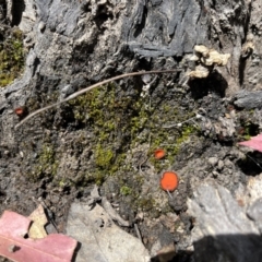 zz – ascomycetes - apothecial at Mount Clear, ACT - 29 Nov 2022