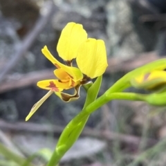 Diuris sulphurea (Tiger Orchid) at Mount Clear, ACT - 29 Nov 2022 by chromo