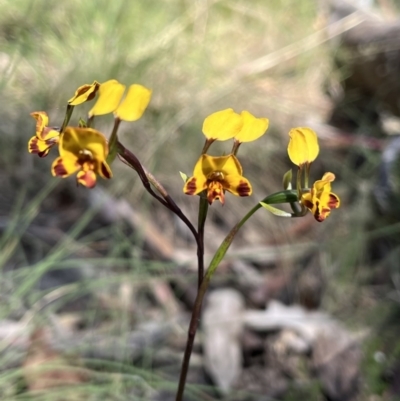 Diuris semilunulata (Late Leopard Orchid) at Mount Clear, ACT - 29 Nov 2022 by chromo