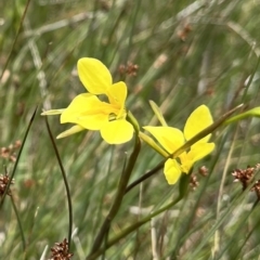 Diuris monticola (Highland Golden Moths) at Mount Clear, ACT - 30 Nov 2022 by chromo