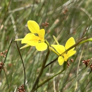 Diuris monticola at Mount Clear, ACT - suppressed