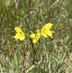 Diuris monticola at Mount Clear, ACT - suppressed