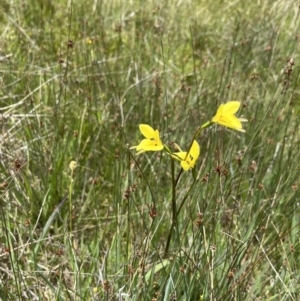 Diuris monticola at Mount Clear, ACT - suppressed