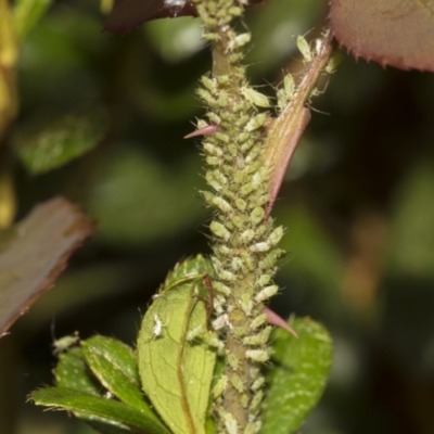 Macrosiphum rosae (Rose aphid) at Higgins, ACT - 26 Feb 2022 by AlisonMilton