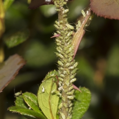 Aphididae (family) at Higgins, ACT - 26 Feb 2022 by AlisonMilton