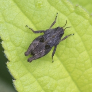 Paratettix argillaceus at Higgins, ACT - 26 Feb 2022