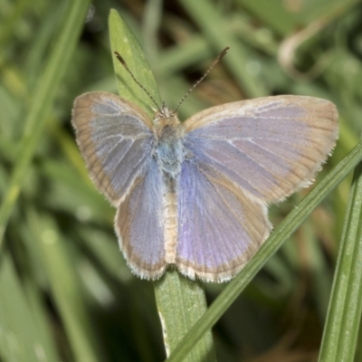 Zizina otis (Common Grass-Blue) at Higgins, ACT - 26 Feb 2022 by AlisonMilton