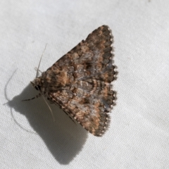 Praxis marmarinopa (owlet moth) at Higgins, ACT - 25 Sep 2022 by AlisonMilton