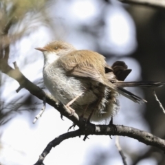 Malurus cyaneus (Superb Fairywren) at Lake Ginninderra - 25 Aug 2022 by AlisonMilton