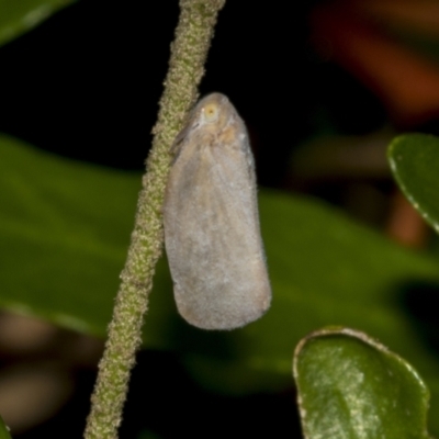 Anzora unicolor (Grey Planthopper) at Higgins, ACT - 26 Feb 2022 by AlisonMilton